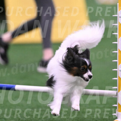 Sparky-Denise-Schneider-02468