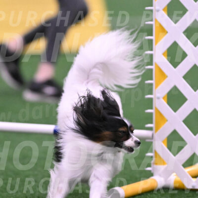 Sparky-Denise-Schneider-02469