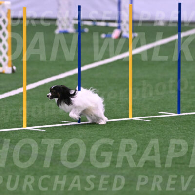 Sparky-Denise-Schneider-02472