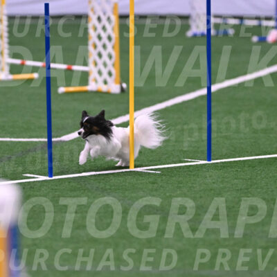 Sparky-Denise-Schneider-02475