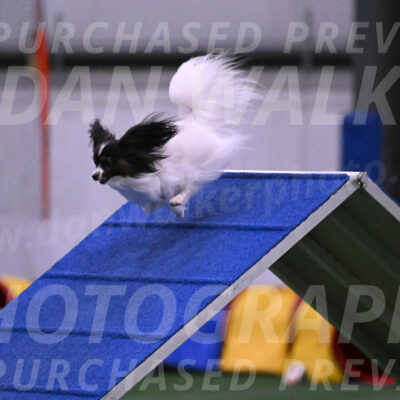 Sparky-Denise-Schneider-02493