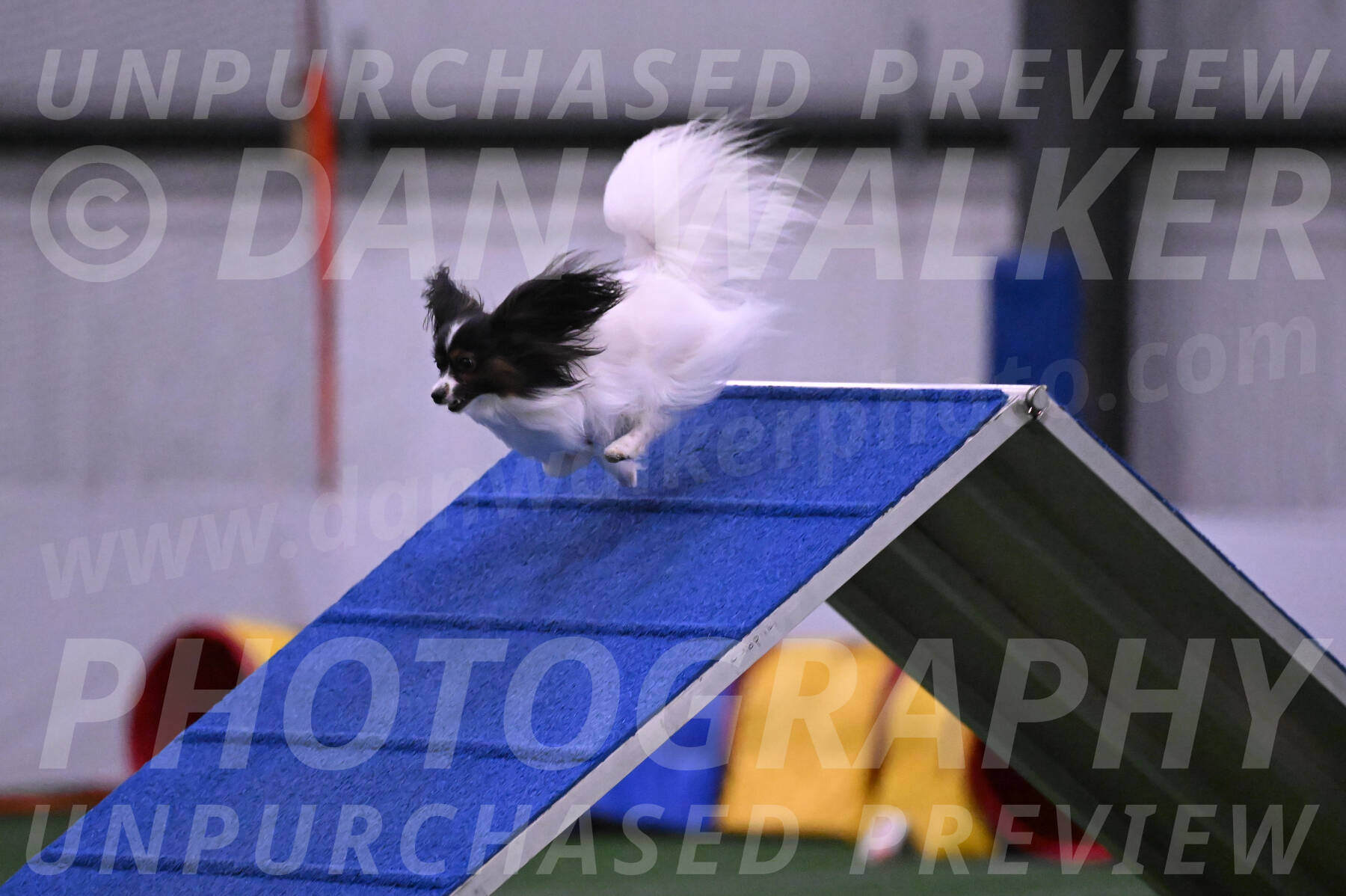 Sparky-Denise-Schneider-02493