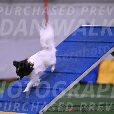 Sparky-Denise-Schneider-02496