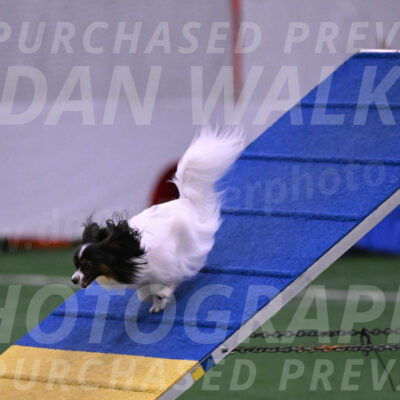 Sparky-Denise-Schneider-02497
