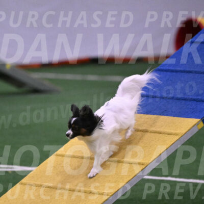 Sparky-Denise-Schneider-02499