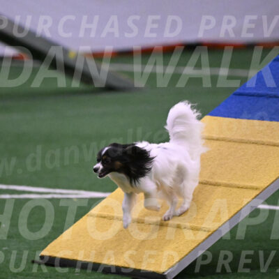 Sparky-Denise-Schneider-02500