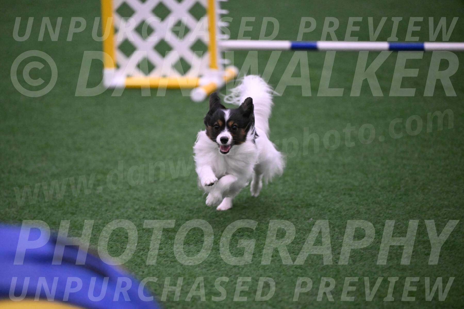 Sparky-Denise-Schneider-02507