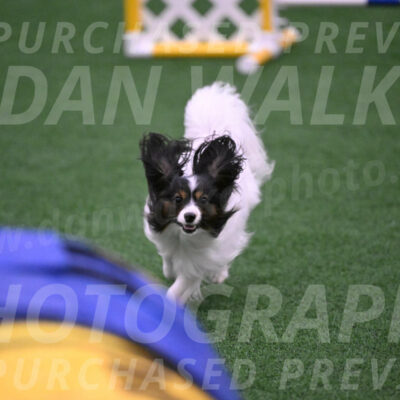 Sparky-Denise-Schneider-02509