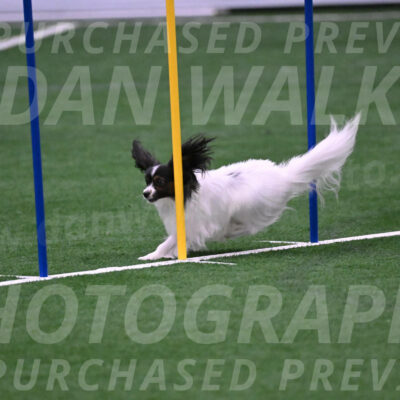 Sparky-Denise-Schneider-02511