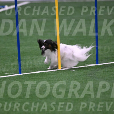 Sparky-Denise-Schneider-02512