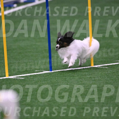 Sparky-Denise-Schneider-02513