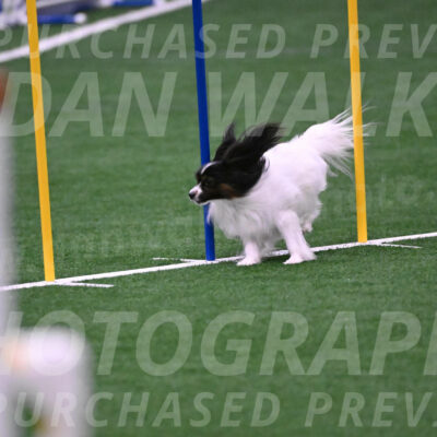 Sparky-Denise-Schneider-02514