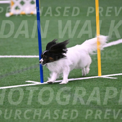 Sparky-Denise-Schneider-02526