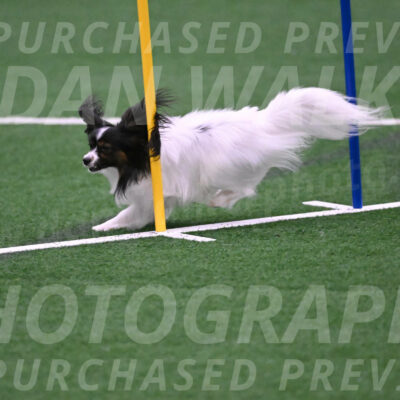 Sparky-Denise-Schneider-02529