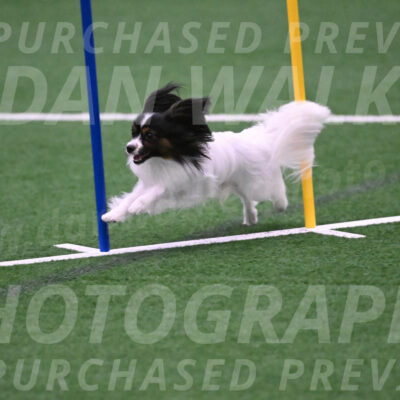Sparky-Denise-Schneider-02530