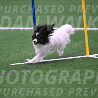 Sparky-Denise-Schneider-02531