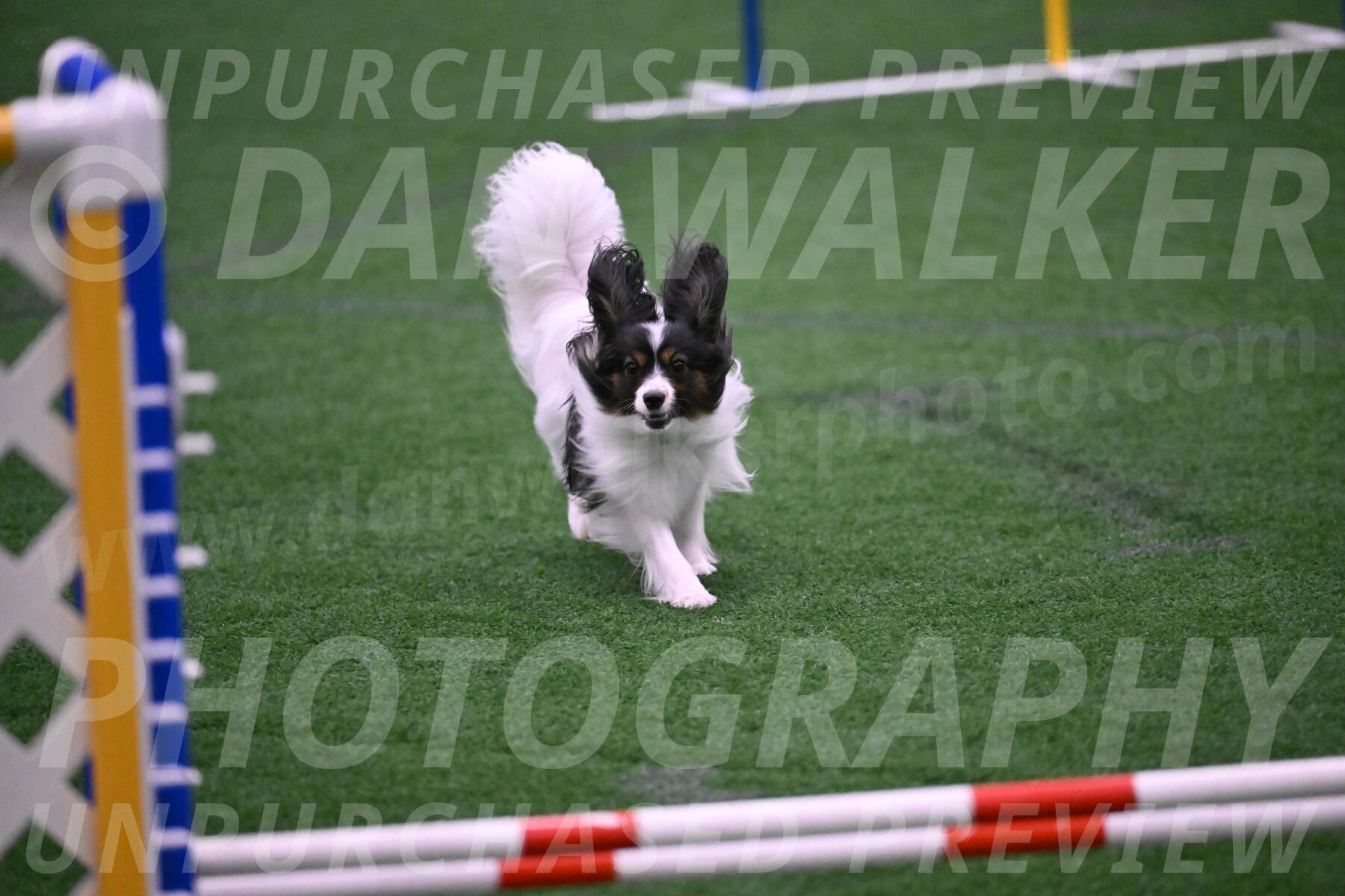 Sparky-Denise-Schneider-02532