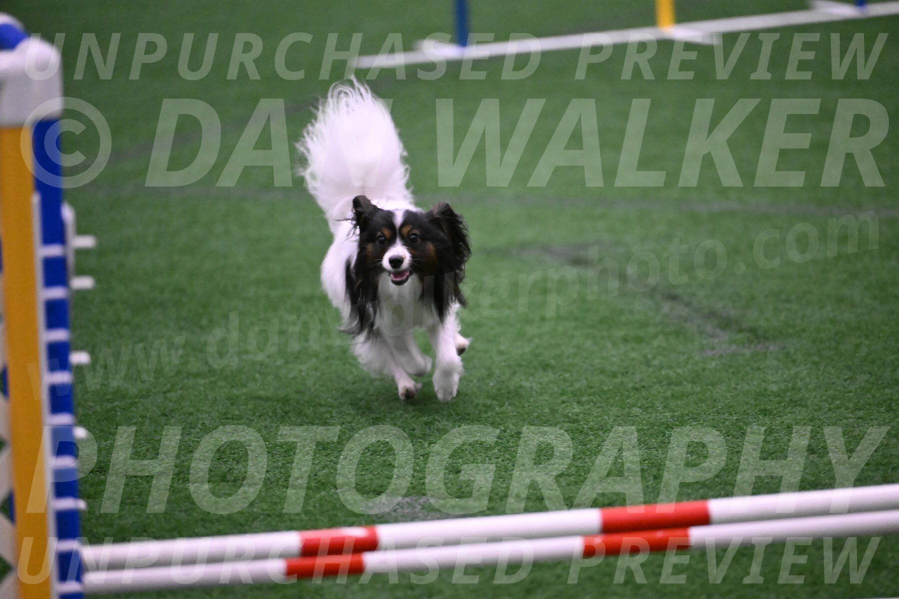Sparky-Denise-Schneider-02533
