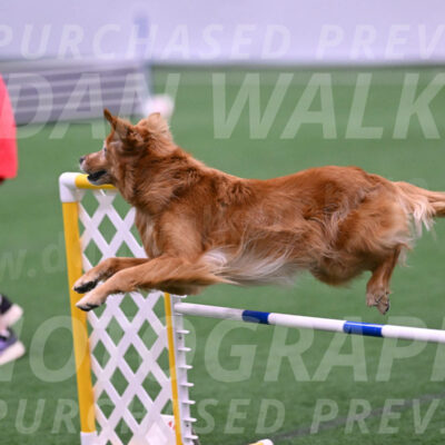 Tango-Kathleen-Gardner-21270