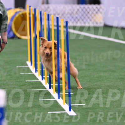 Zippity-Christine-Nemeth-24215