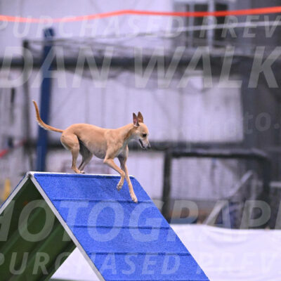 Zuzu-Julie-Weir-13370