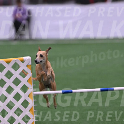 Zuzu-Julie-Weir-13377