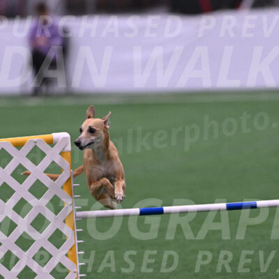 Zuzu-Julie-Weir-13378
