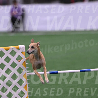 Zuzu-Julie-Weir-13379