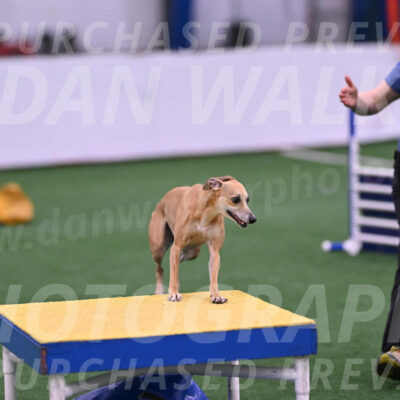 Zuzu-Julie-Weir-13394