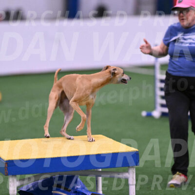 Zuzu-Julie-Weir-13396