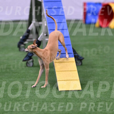 Zuzu-Julie-Weir-13411