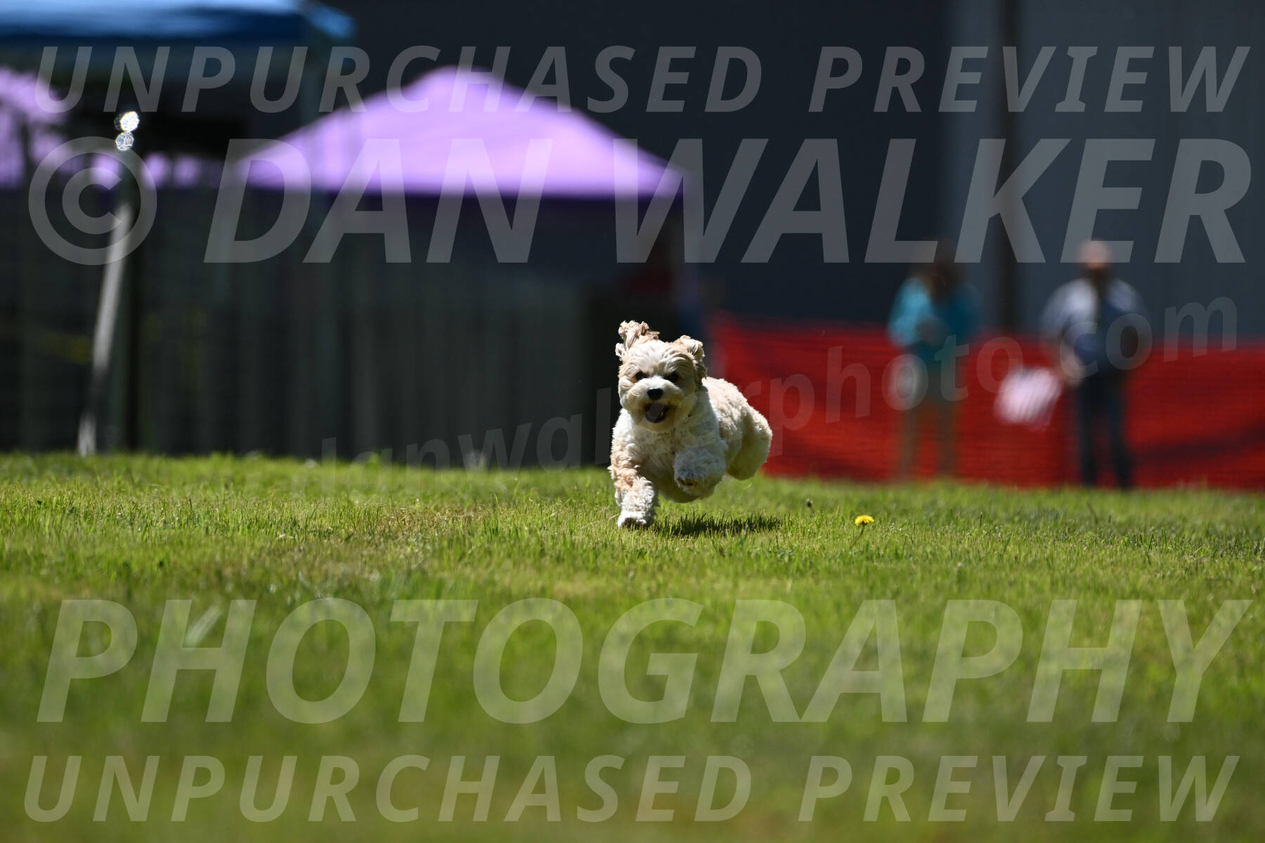 SUN_4494
