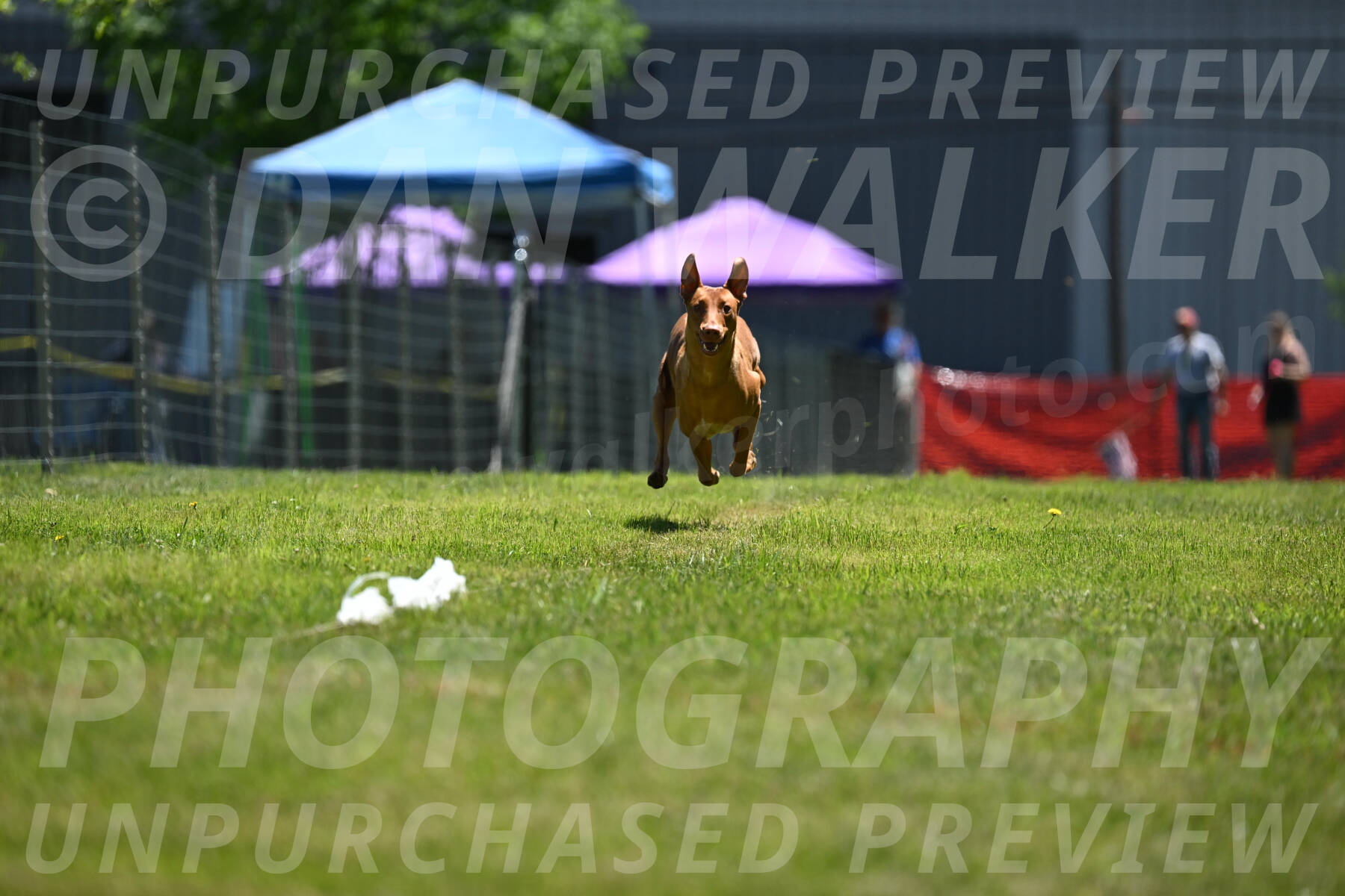 SUN_0950