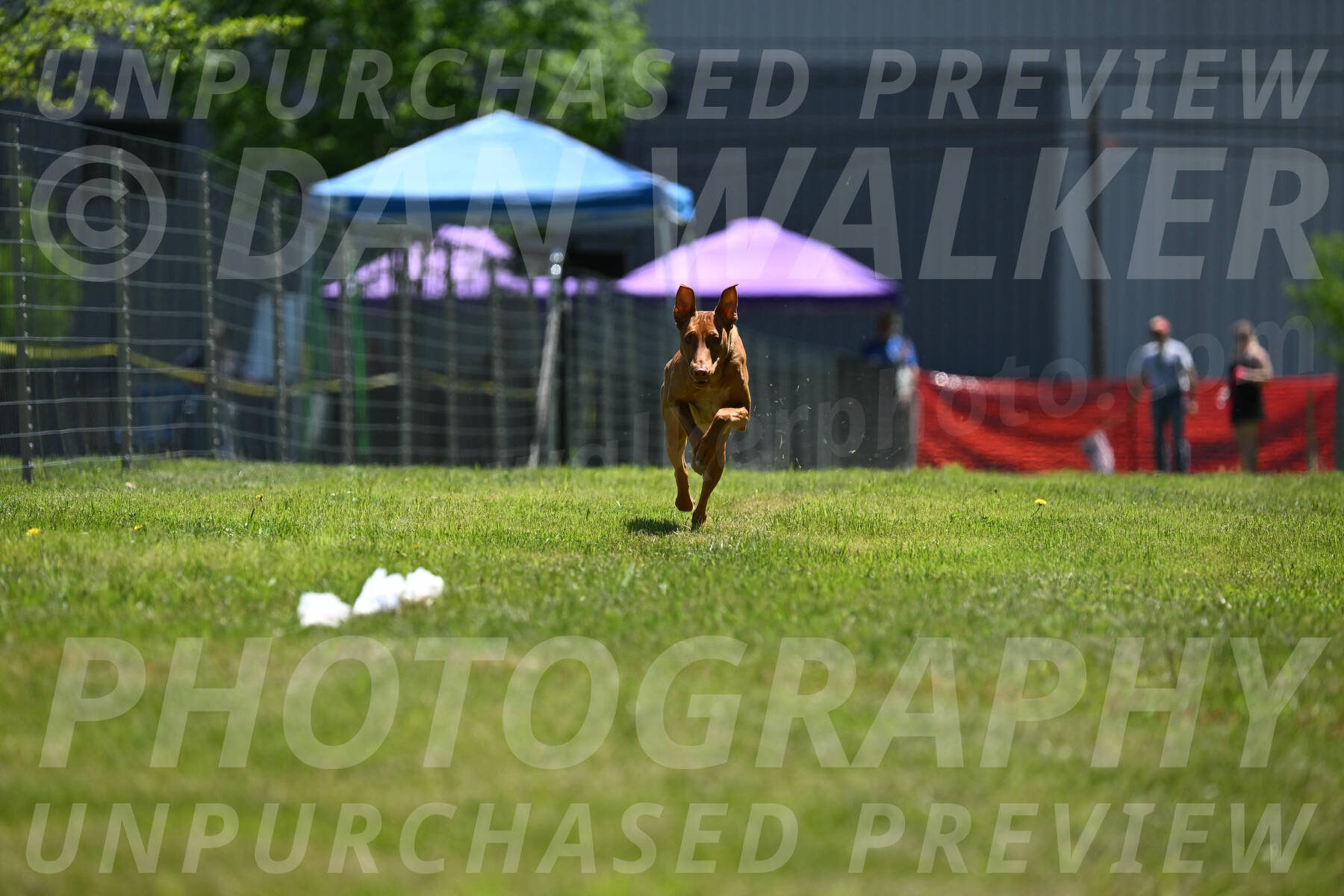 SUN_0952