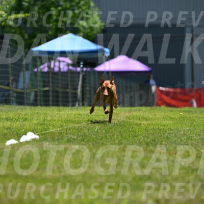 SUN_0954