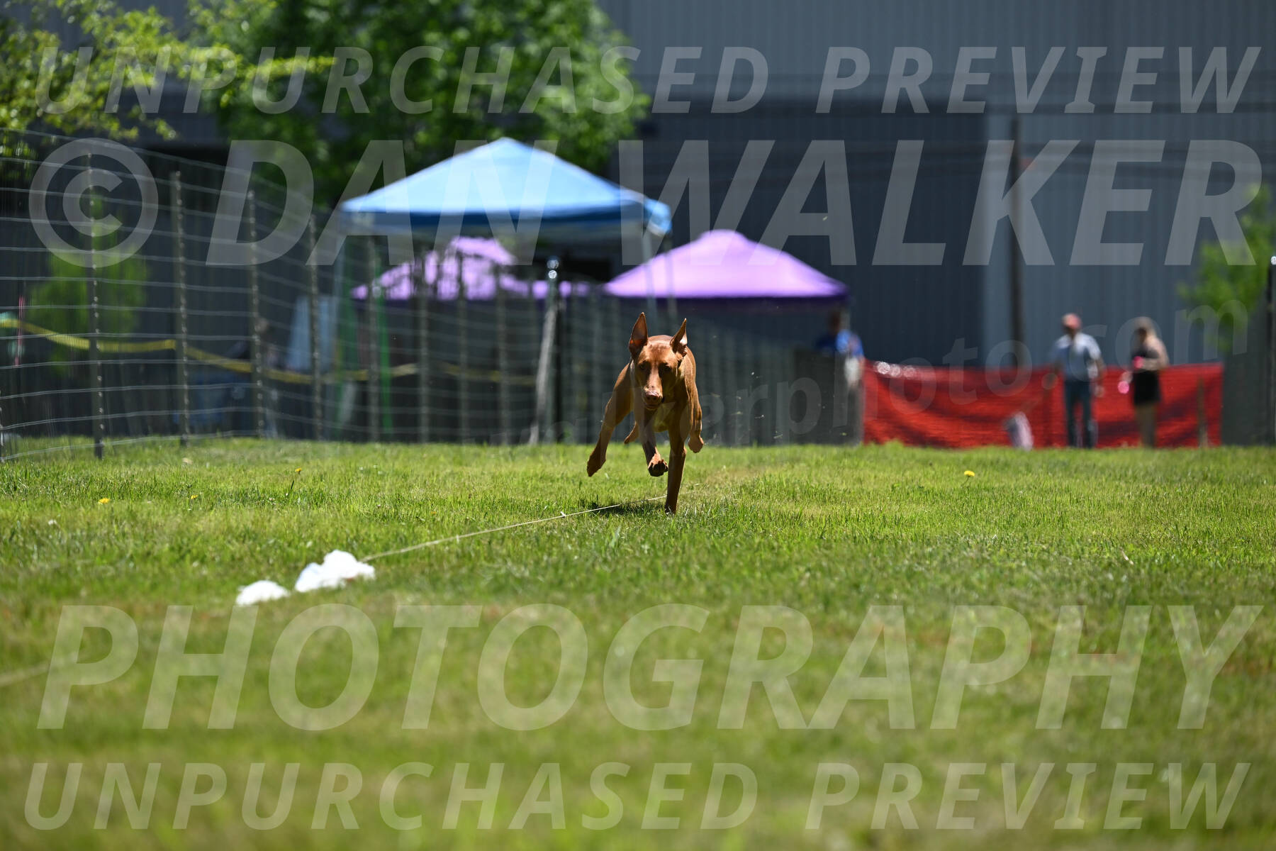 SUN_0954