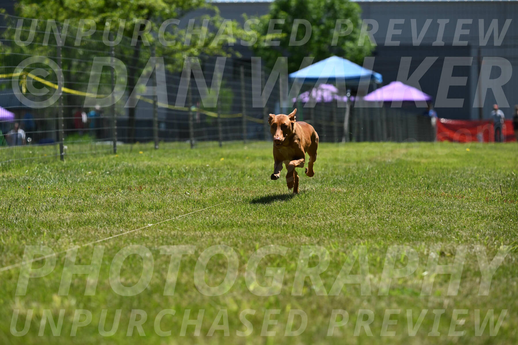 SUN_0961