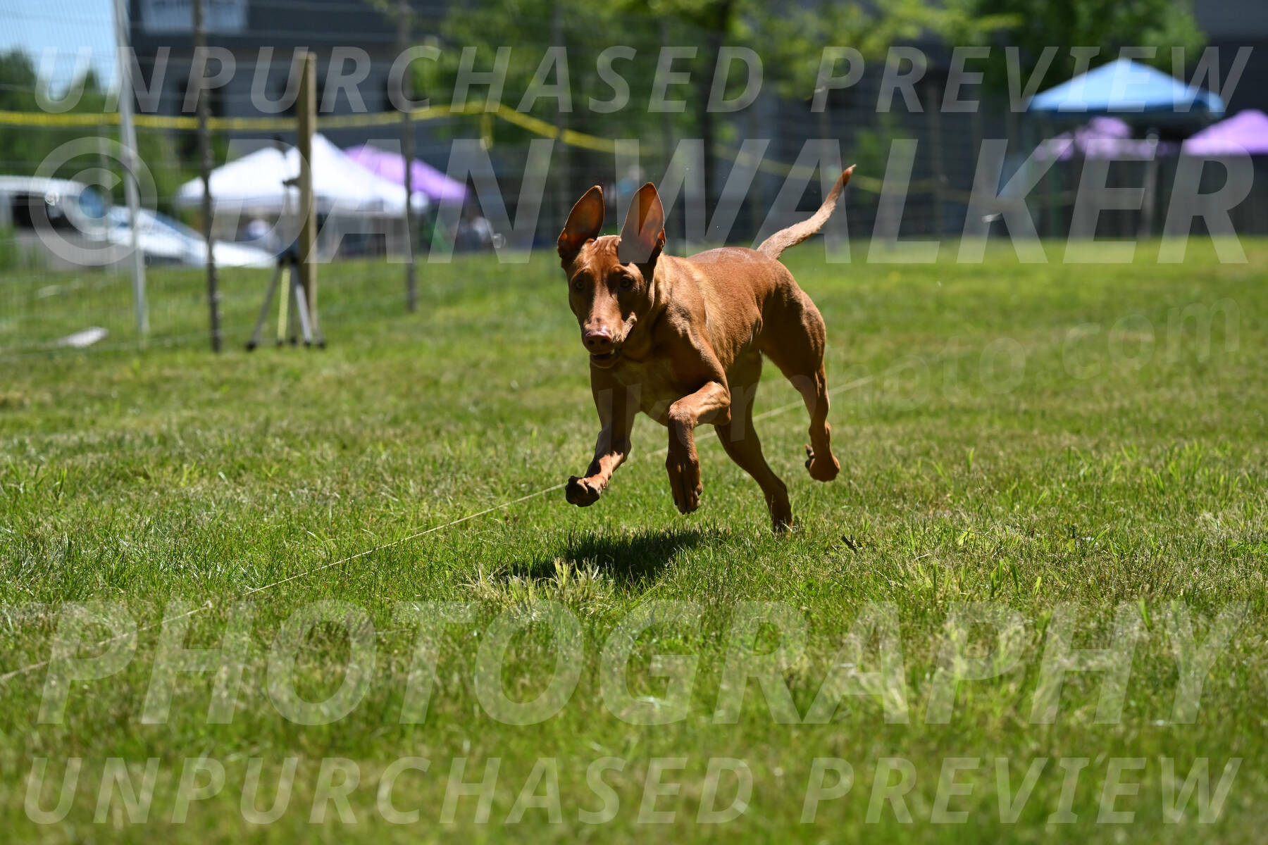 SUN_0971