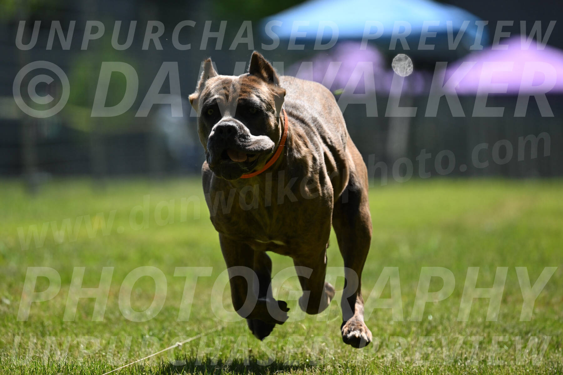 SUN_0736