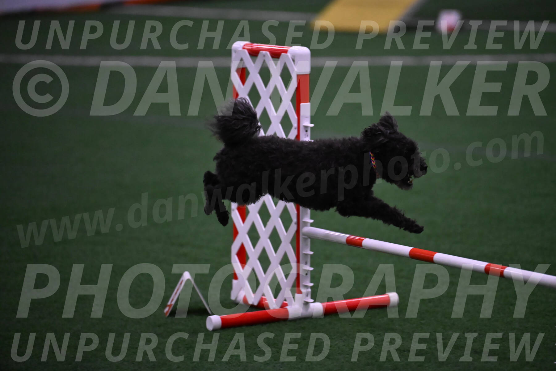 Aweggie-Kay-Rackley-12280