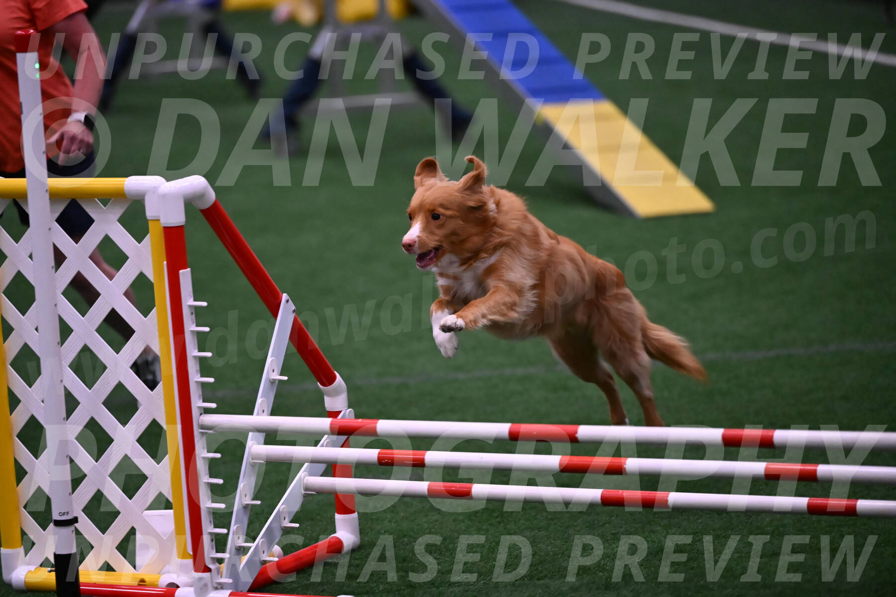 Basil-Cindy-Fink-00974