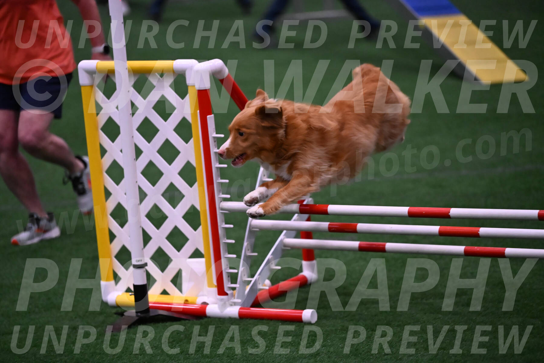 Basil-Cindy-Fink-00977