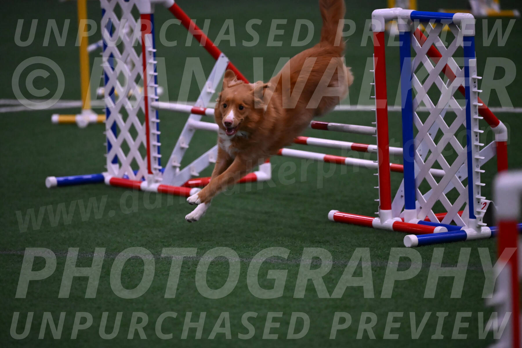 Basil-Cindy-Fink-00984