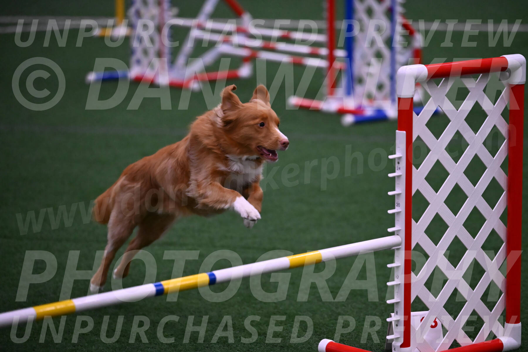 Basil-Cindy-Fink-00988