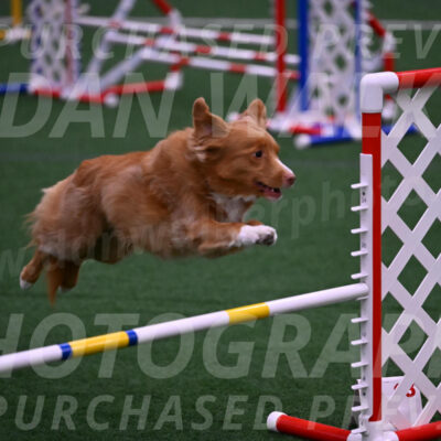Basil-Cindy-Fink-00989