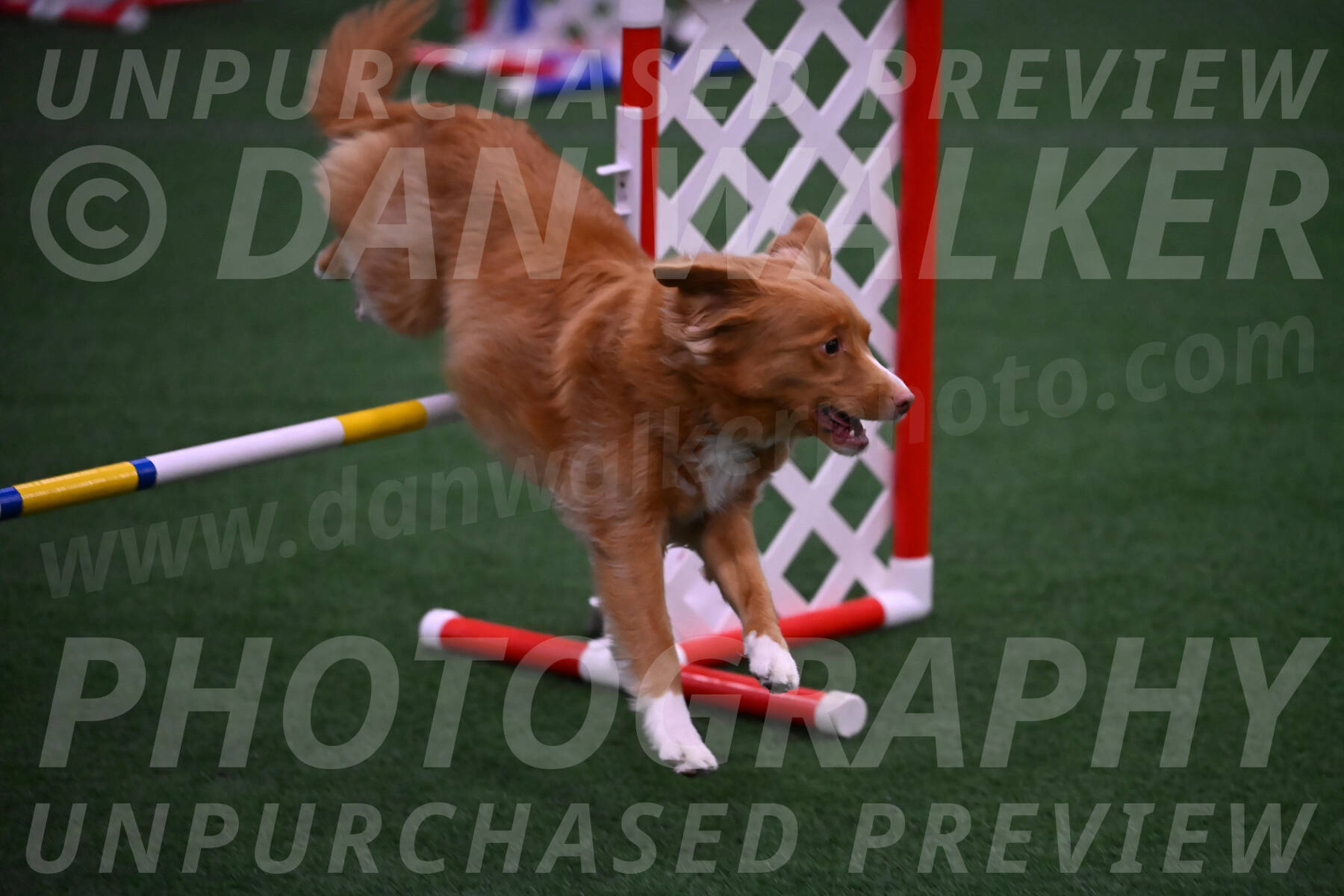 Basil-Cindy-Fink-00992