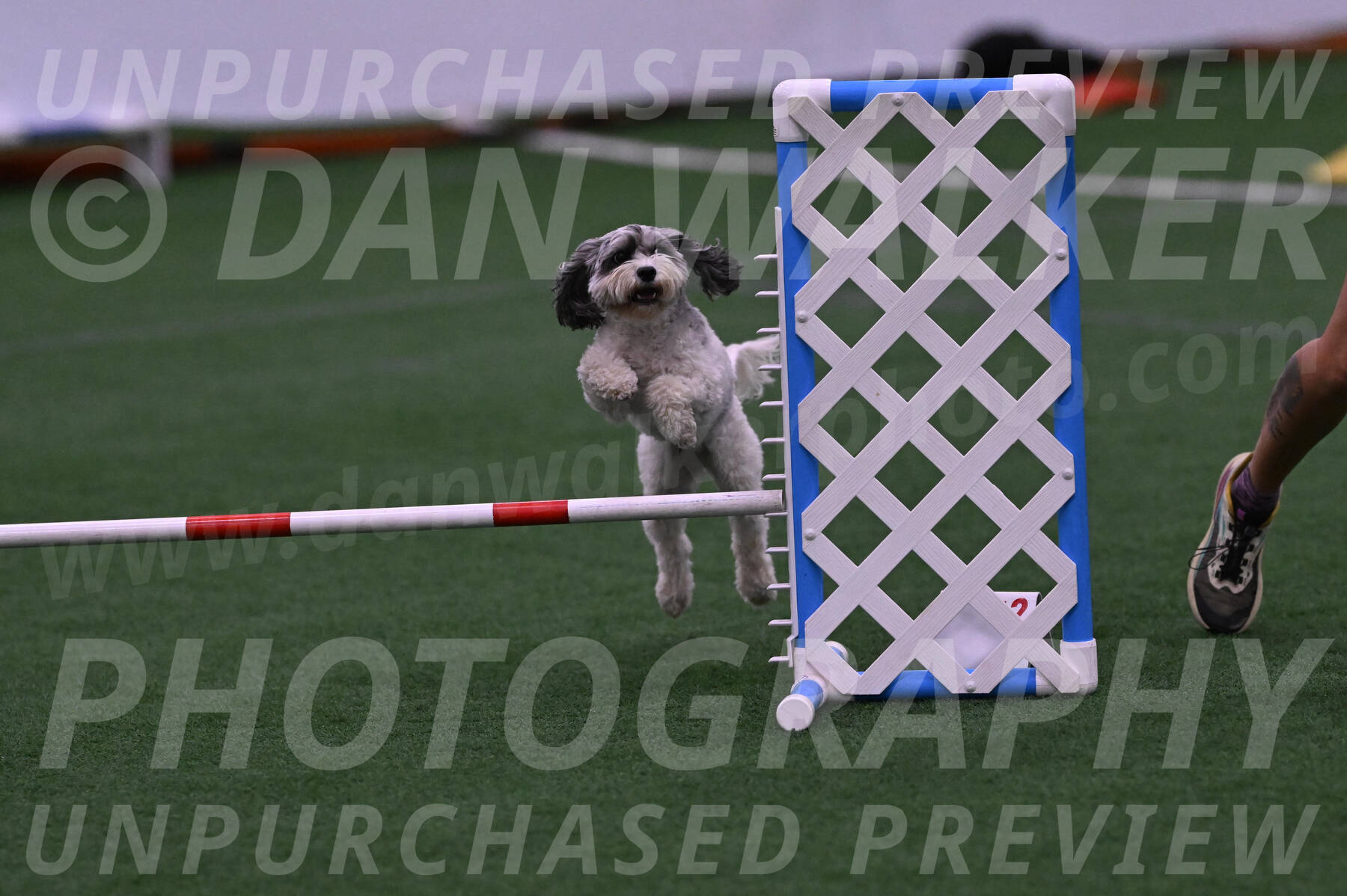 Daisy-Ann-Krizman-07510