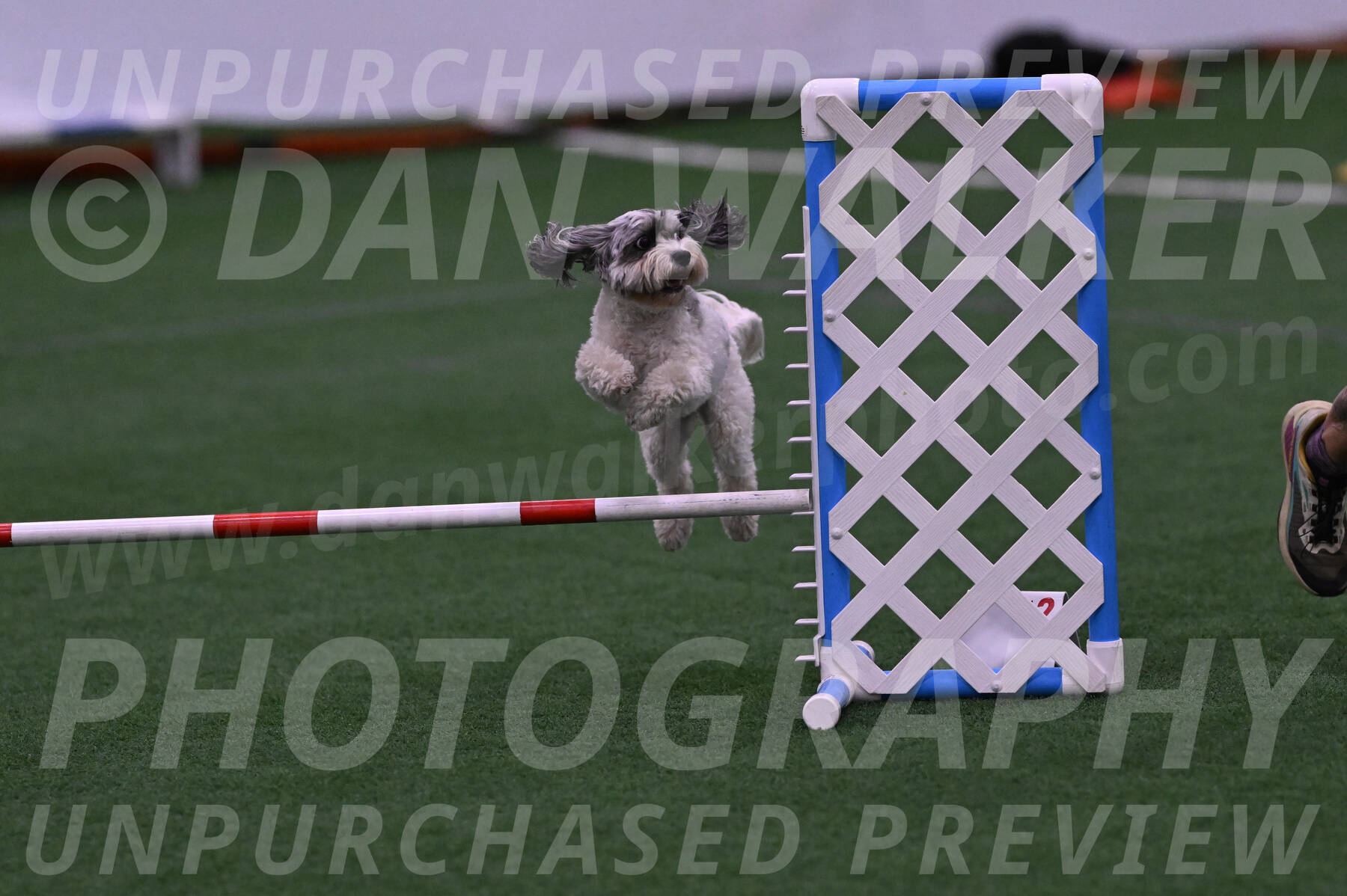 Daisy-Ann-Krizman-07511