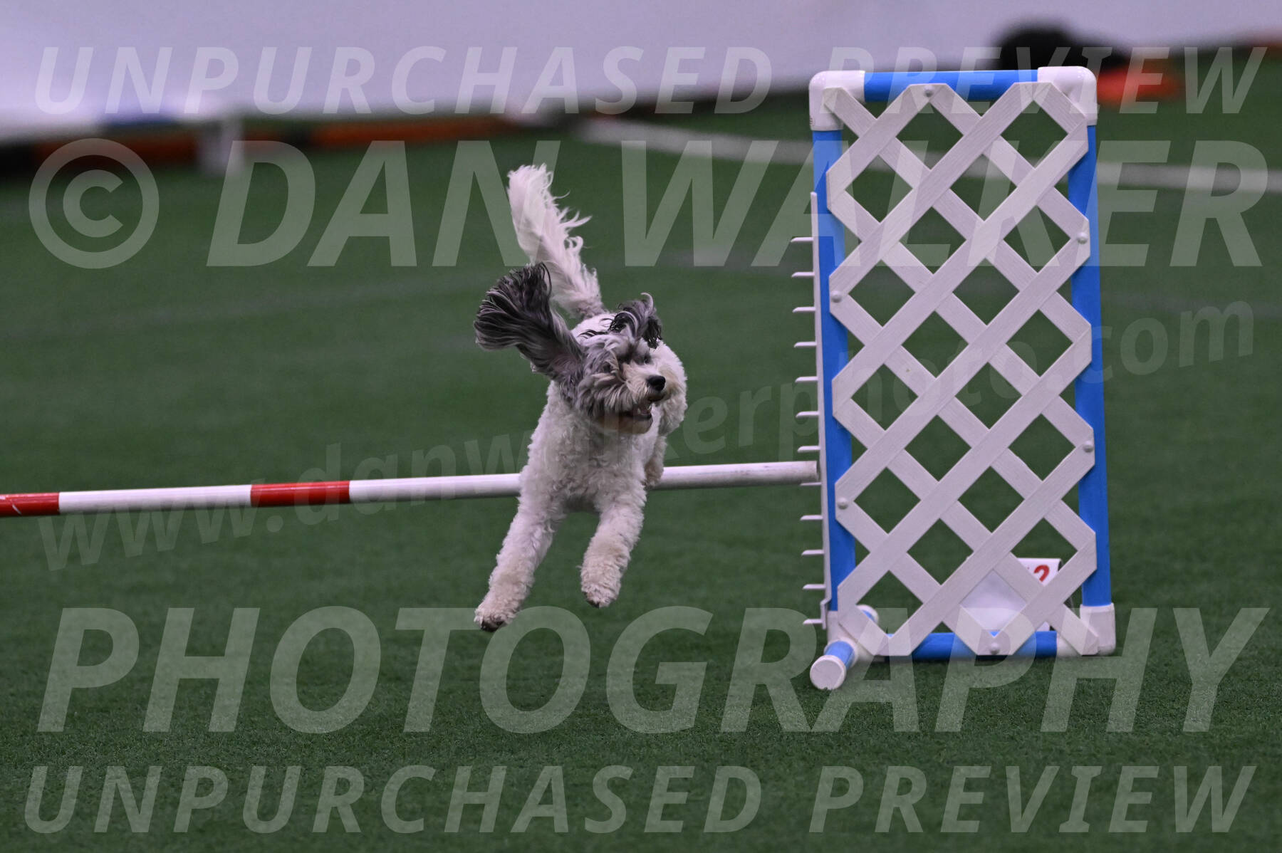 Daisy-Ann-Krizman-07514