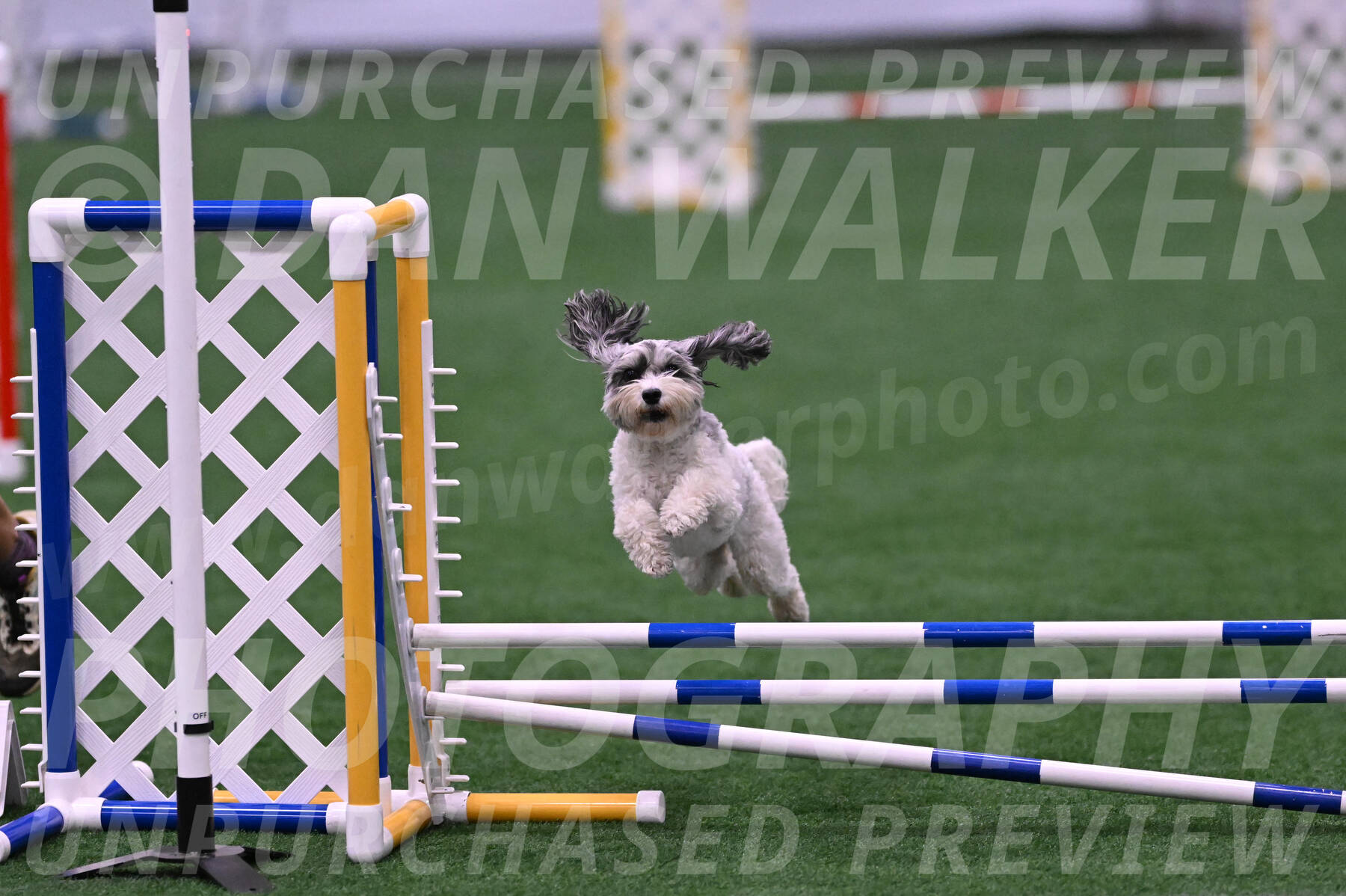 Daisy-Ann-Krizman-07529